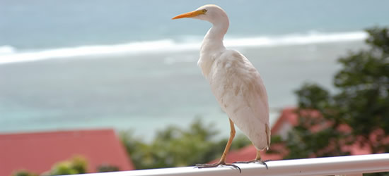 Birds of Guadeloupe