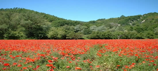 Poppy Fields of Tuscany