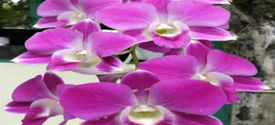 Belize Orchids