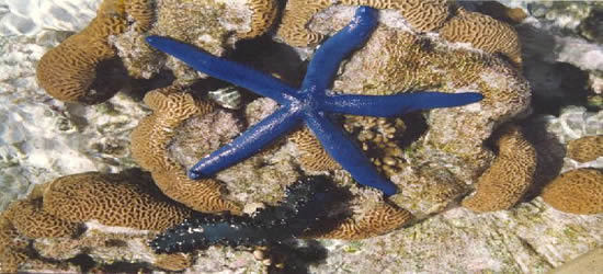 Exotic Blue Starfish