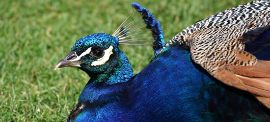 Multi-coloured Peacock, Cardiff 