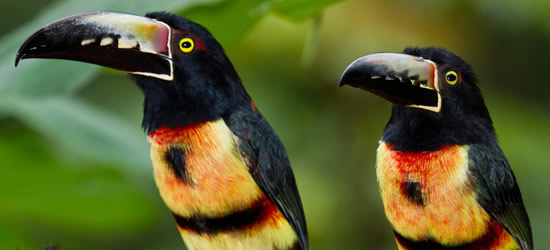 Aracari Toucans, Belize