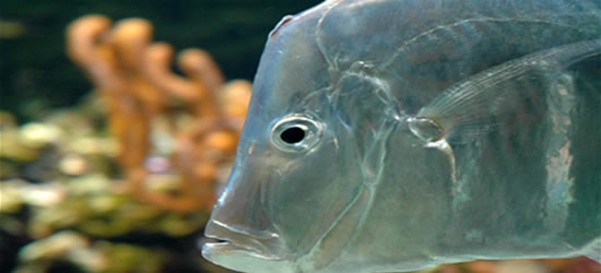 Incredible Fish at the Aquarium