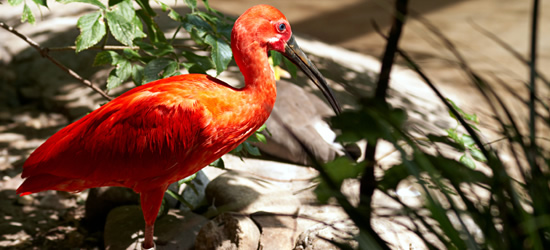 The Scarlet Ibis Bird, Trinidade & Tobago