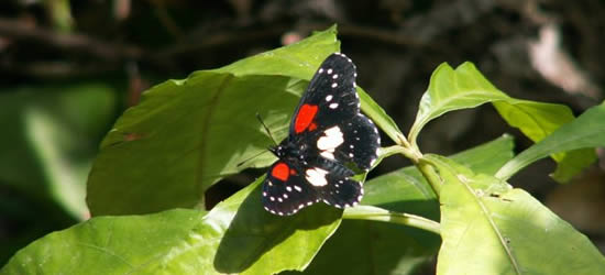 Tropical Butterflies, Belize