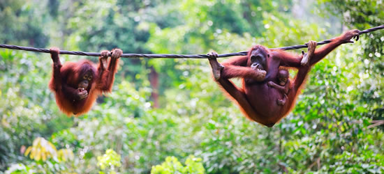 Mother, Baby & Child Orangutans from Sabah Borneo, Malaysia