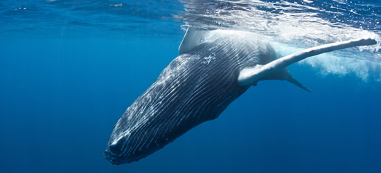 A Young Humpback Whale