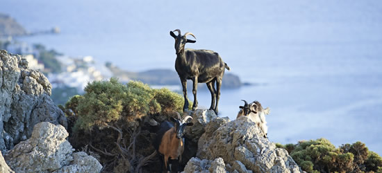 Curious Goats, Kalymnos