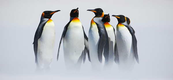6 King Penguins
