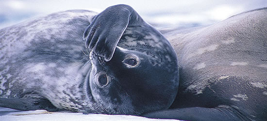 Adorable Weddell Seals