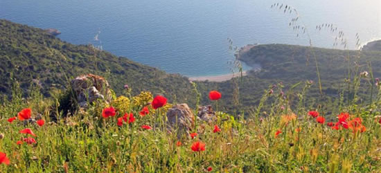 Poppies, Kornati Islands 