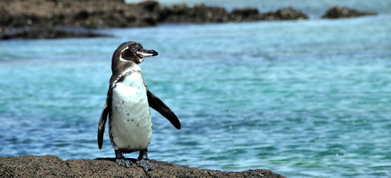 The Galapagos Penguin