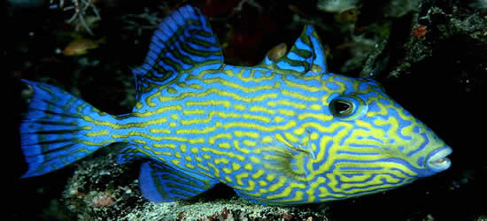 The Yellow Spotted Trigger Fish