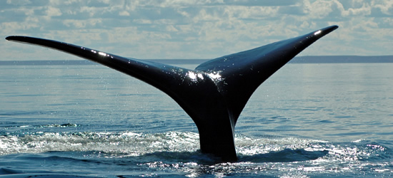 Southern Right Whale, Valdes Peninsula, Argentina