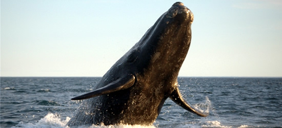 Right Whale, Valdes Peninsula