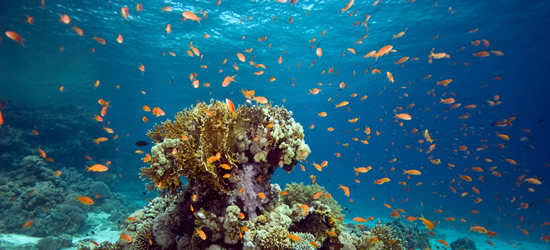 Corals of Fiji