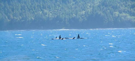 Orca's Johnstone Strait, BC