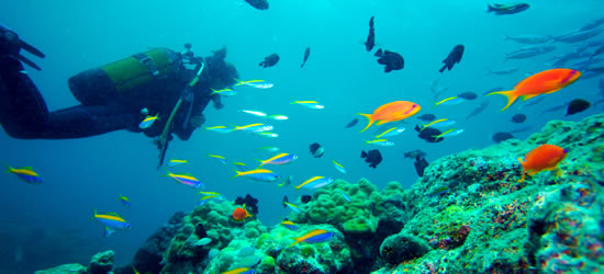 Multi-coloured Reef Life