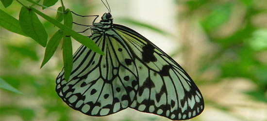 Butterfly Sanctuary, Key West
