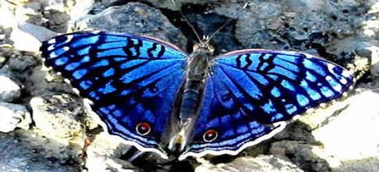 The Junonia Butterfly, Radama Islands
