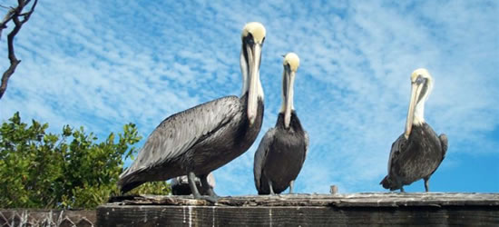 Key West Pelicans