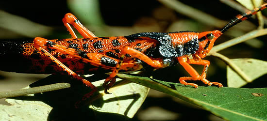The Ephemeral Leichardt's Grasshopper