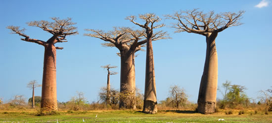 Baobab Trees of Madagascar