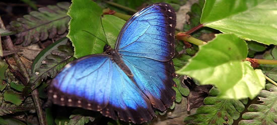 Tropical Butterflies, Belize