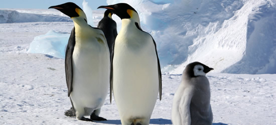 Emperor Penguins, Weddell Sea
