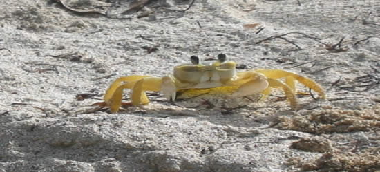 Sand Crab