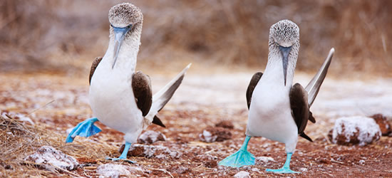 Blue Footed Boobies performing a Mating Dance